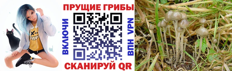 Галлюциногенные грибы мухоморы  Шатура 